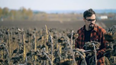 İşçi ayçiçeği bir sahada yürüyor. Küresel ısınma kavramı. Hasarlı ürün kavramı.