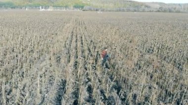 Kurutulmuş ayçiçeği, üstten görünüm satır. Ölü bitkiler bir tarım arazisi üzerinde bir kişi denetler.