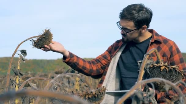 Fermier professionnel travaillant sur un champ séché, gros plan. Concept de culture endommagée . — Video