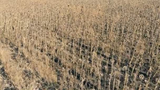 Cultivos muertos en un gran campo, vista aérea . — Vídeos de Stock
