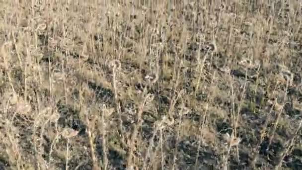 Plantas de girasol en un campo seco, vista superior. Concepto de cultivo dañado . — Vídeos de Stock