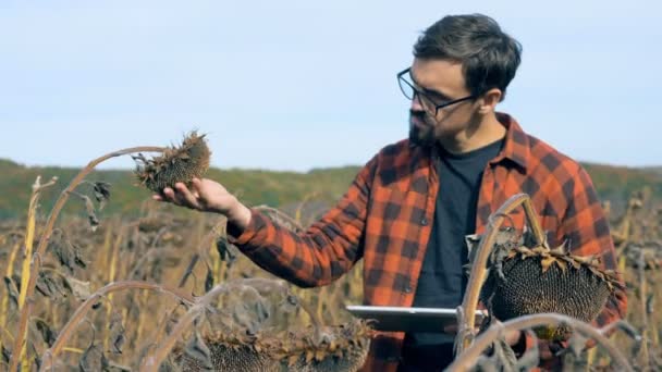 El hombre trabaja con una tableta en un campo, de cerca. Concepto de cultivo dañado . — Vídeo de stock