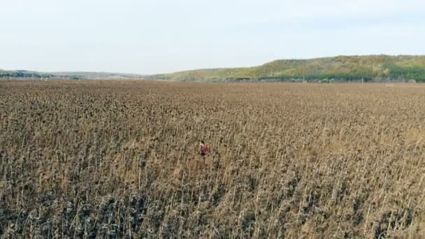 El trabajador comprueba los cultivos secos en una tierra de cultivo, caminando a través de filas. 4K . — Vídeo de stock