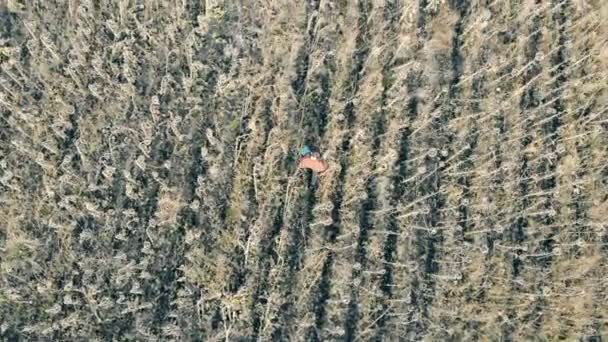 Person med en tablett promenader nära rader av solrosor, ovanifrån. Globala uppvärmningen koncept. — Stockvideo