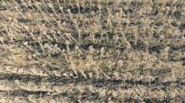 Birçok ayçiçeği bir kuraklık sırasında. Hasarlı ürün kavramı.