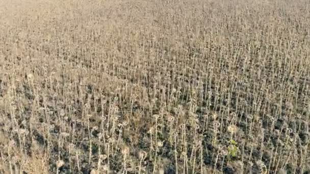 Blick auf eine schlechte Ernte auf einem Ackerland, Draufsicht. — Stockvideo