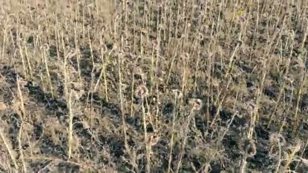 Viele getrocknete Sonnenblumen in Reihen auf einem Feld. Globale Erwärmung, Kontrolle des Klimawandels. — Stockvideo