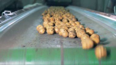 Bir fabrika Konveyör taşıma patates. Bir fabrikada bir konveyör kirli patates devam.