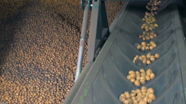 Ongeschilde aardappelen, gaande van een fabriek transportband, bovenaanzicht. — Stockvideo