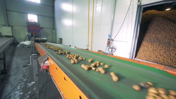 Zwei Förderbänder mit Kartoffeln, die in einer Fabrik arbeiten, aus nächster Nähe. — Stockvideo