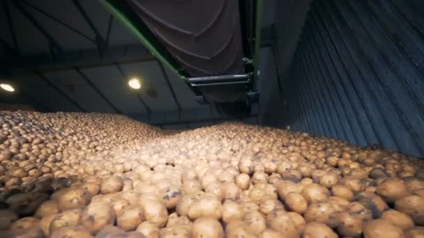 A raktár teljes burgonya. Sok zöldséget egy raktárban tárolt. — Stock videók