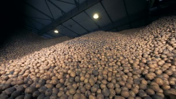 Gran almacén de patatas, vista al fondo. Montones de papas en un almacén . — Vídeos de Stock