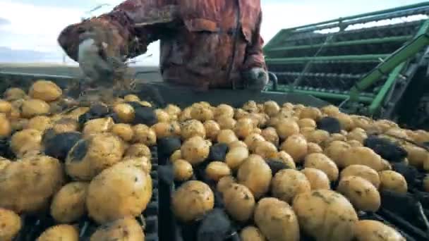 Personen sorterar potatis på ett rörliga transportband, närbild. — Stockvideo