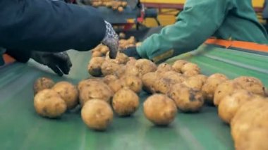 Fabrika işçileri sıralama patates bir satırındaki yakın çekim.