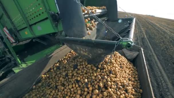 Ziemniaki spadają z przenośnika o ciągnik, z bliska. — Wideo stockowe