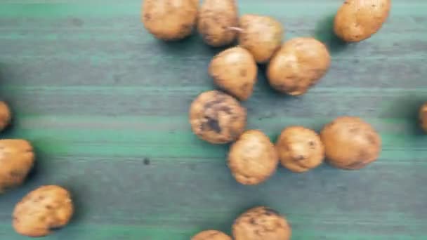 Beaucoup de pommes de terre se déplacent sur une ligne dans une usine. 4K . — Video