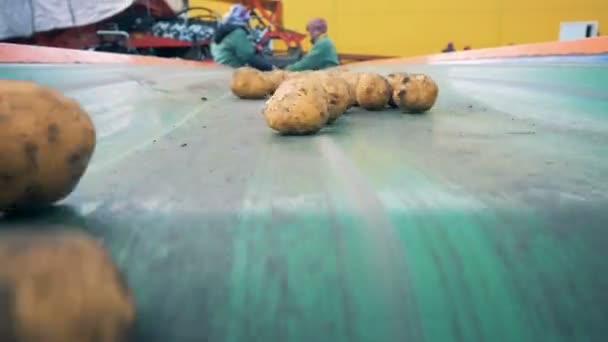Ludzie sortowania ziemniaków na taśmie w fabryce, z bliska. — Wideo stockowe