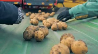 İki işçi sıralama patates bir satırındaki bir sürü yakın çekim.