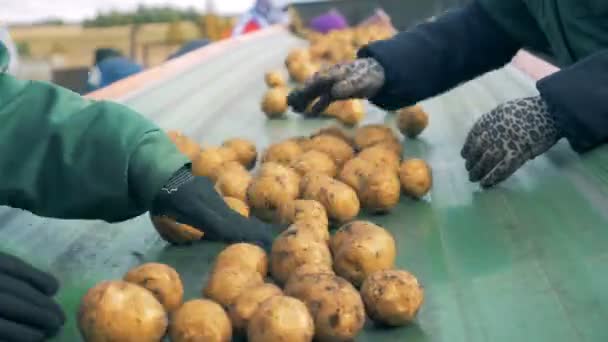 Сільгоспвиробники сортують картоплю на рухомій лінії, крупним планом . — стокове відео