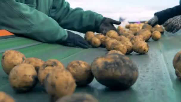 Lidé vyhodit špatné brambory z dopravníku, zblízka. — Stock video