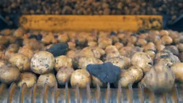 Patatas sin pelar en un transportador. Trabajos del transportador del tractor, patatas móviles . — Vídeos de Stock