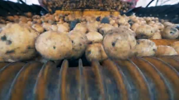 Процесс автоматической сортировки картофеля, закрыть . — стоковое видео