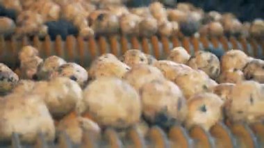 Özel konveyör kirli patates bir fabrikada hamle, yakın çekim.