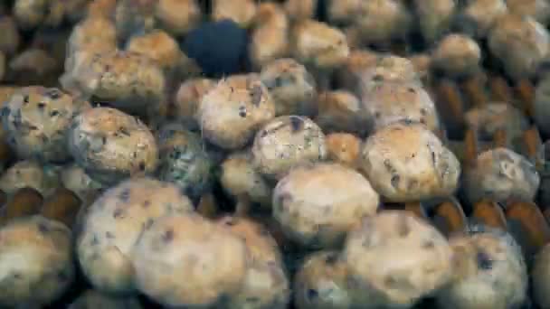 Batatas sujas girando em um transportador de metal, close-up . — Vídeo de Stock