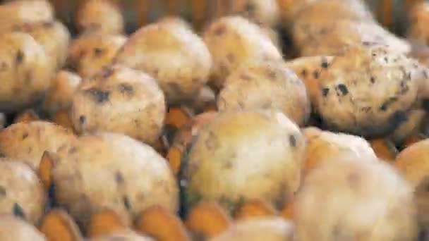 Batatas girando em um transportador de triagem, close-up . — Vídeo de Stock