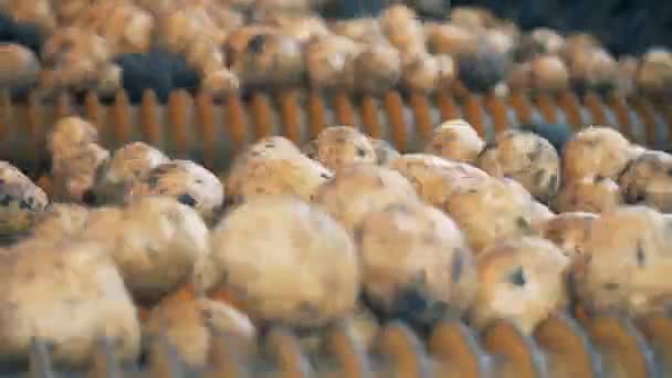 Speciella transportband flyttar smutsiga potatis på en fabrik, närbild. — Stockvideo