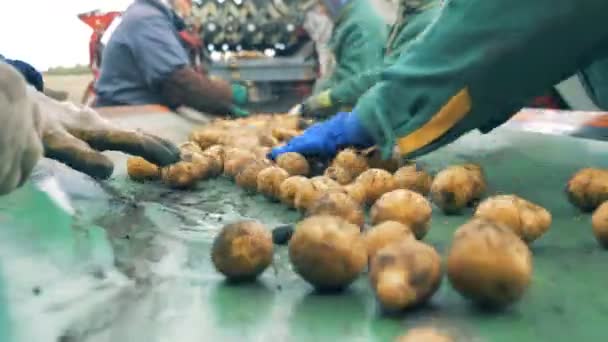 Les travailleurs trient les pommes de terre sur un convoyeur spécial, ferment . — Video