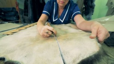 Bir kişi özel bir bıçak ile hayvan cilt carves, yakın çekim.