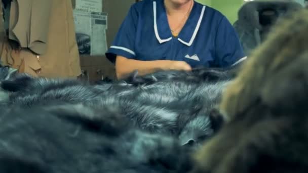 Работник фабрики чистит мех животного на столе, закрывает . — стоковое видео
