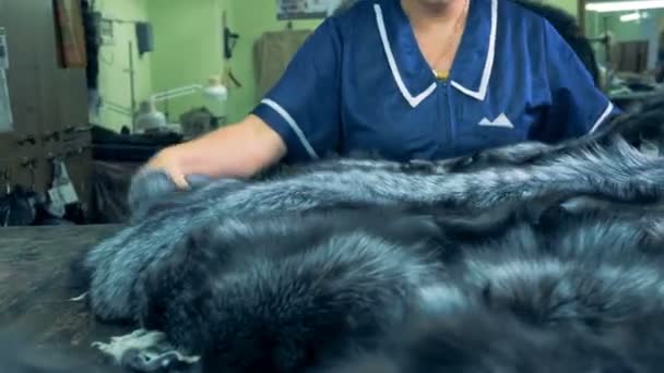 Operaio di fabbrica che mette pelliccia animale su un tavolo, primo piano . — Video Stock