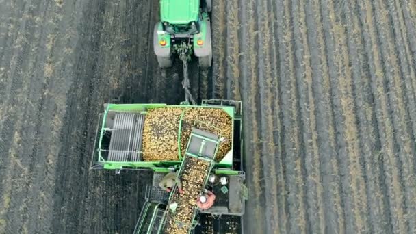 Potato harvesting tractor working in field with agricultural workers. — Stock Video