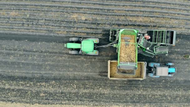 Färsk skörd av potatis strömmar från en tröska fordon i en behållare. — Stockvideo