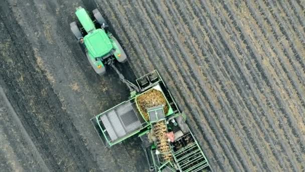 Complejo de maquinaria de cosecha está montando un campo de patatas en una vista desde arriba — Vídeo de stock