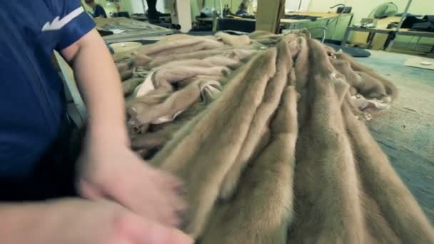 Furs łasic niszczone są w rękach pracownika fabryki — Wideo stockowe