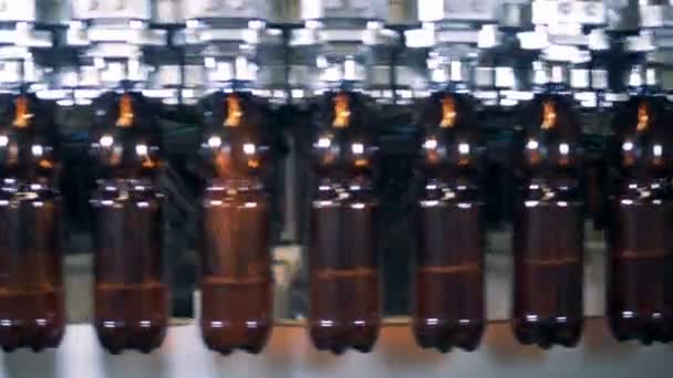 Spezialmaschine gießt Bier in Flaschen, Nahaufnahme. — Stockvideo