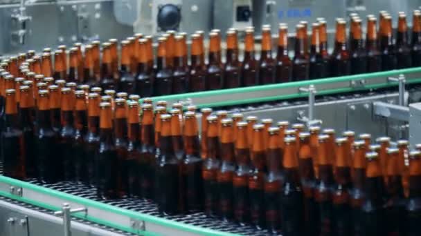 Fyllda flaskor på ett bryggeri transportband, närbild. — Stockvideo