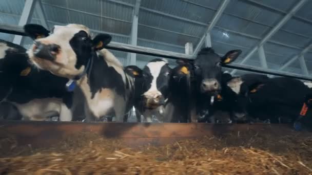 Koeien zijn kauwen hooi in een stal — Stockvideo