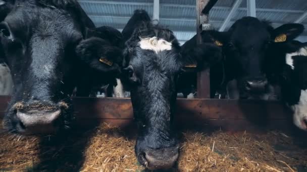 Gros plan des vaches neb alors qu'il renifle caméra — Video