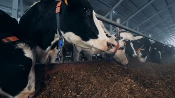 Una vaca está masticando heno y oliendo la cámara — Vídeo de stock