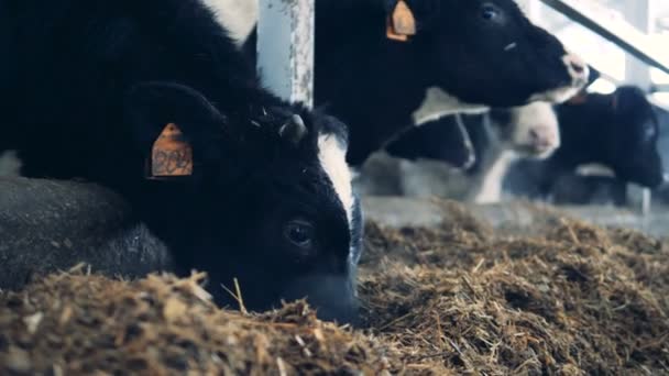 Gros plan des vaches neb tout en mangeant du foin — Video