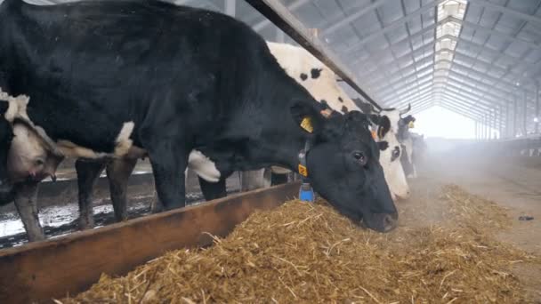 Hay está sendo comido minhas vacas preto-e-branco — Vídeo de Stock