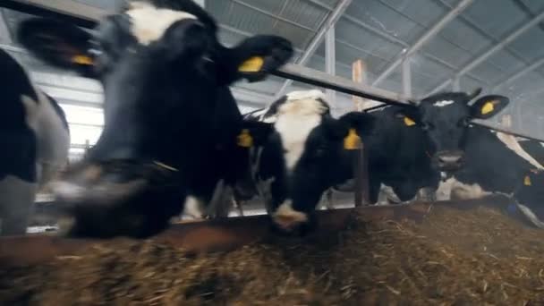 A tehenek egy takarmány mellett állnak és esznek. — Stock videók