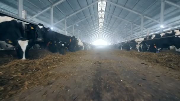 Feeding process of cows in a byre standing in two rows — Stock Video