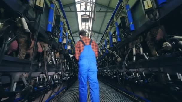 Krávy Jsou Stále Dojí Stroje Pod Kontrolou Mužského Pracovníka — Stock video