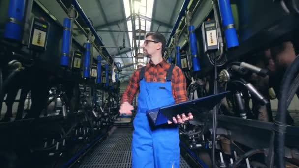 Фахівець регулює механізований процес доїння корів — стокове відео