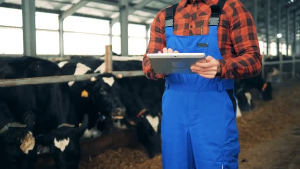 Un homme avec un ordinateur tablette est debout près des vaches dans une stalle — Video